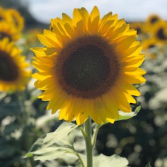 sunflower_six